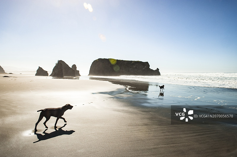 两只狗在海滩上奔跑图片素材