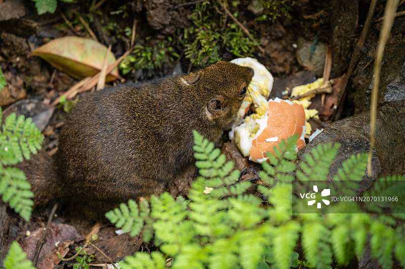 马来西亚京那巴鲁公园：婆罗洲山地松鼠吃游客煮鸡蛋图片素材