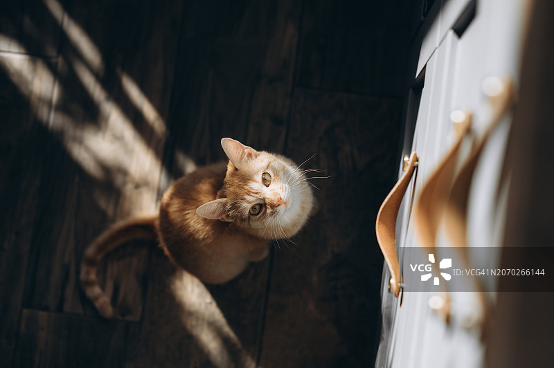 饥饿的猫坐在空碗旁，默默地要食物图片素材