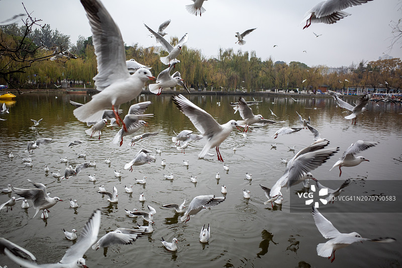 红嘴鸥在翠湖公园休憩图片素材