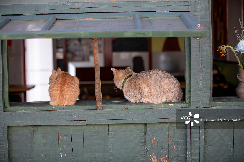 两只猫在商店木制窗台上休息图片素材