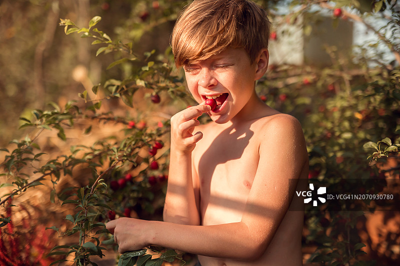 花园里男孩吃李子图片素材