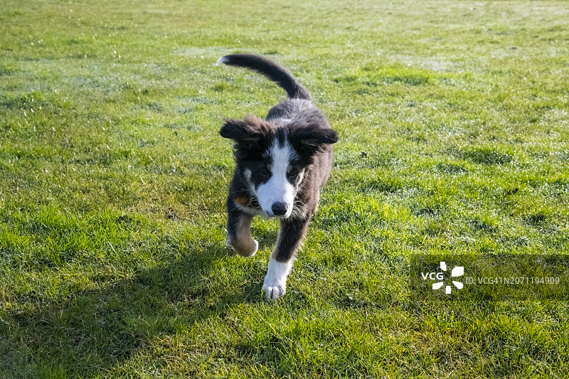 户外奔跑的小边境牧羊犬幼犬图片素材