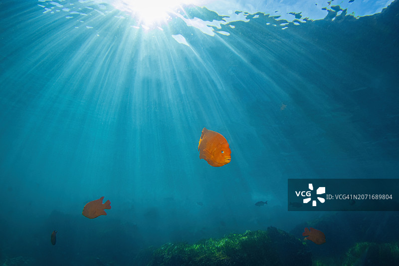 加里波第4Jan27-24图片素材