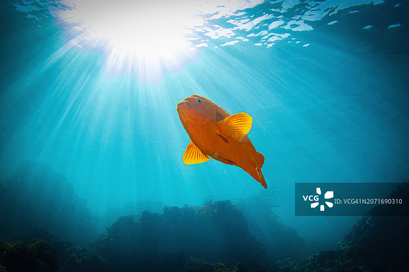 加里波第1月27-24图片素材