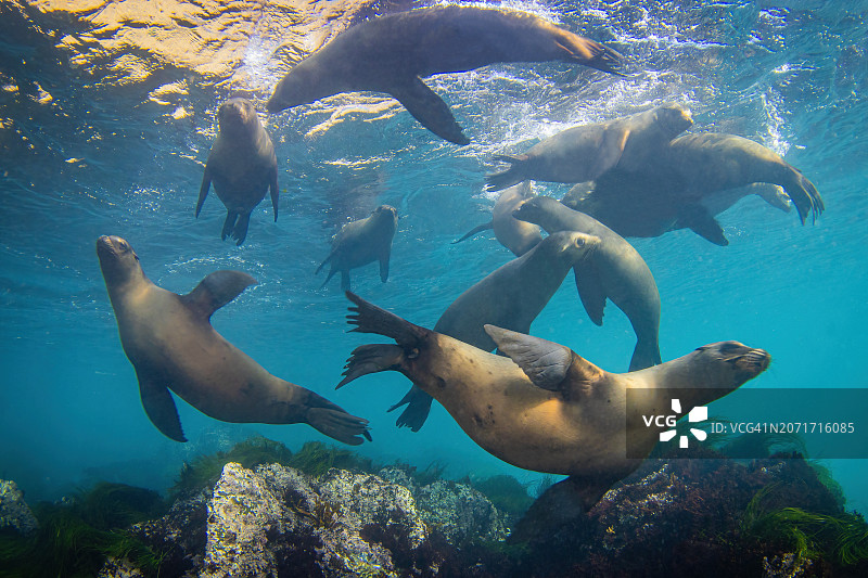 海狮（2月5日-24日）图片素材