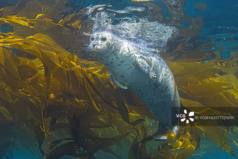 印章8Feb9-24图片素材