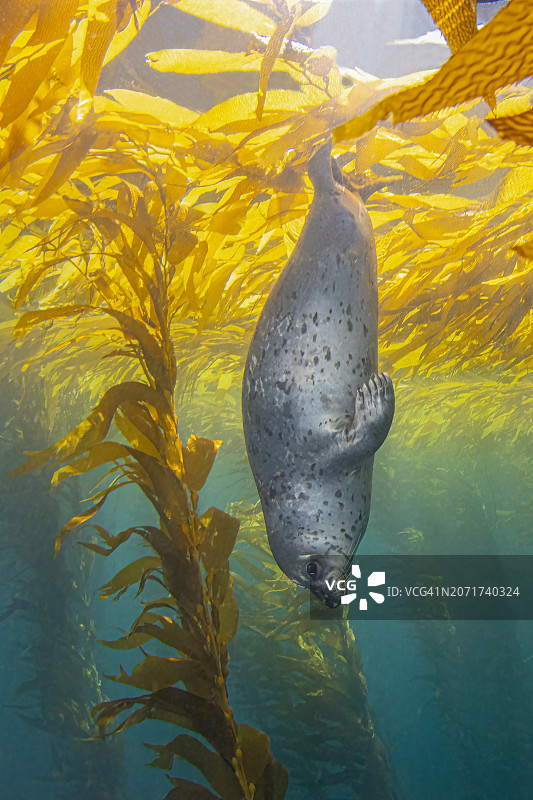 印章2月9-24图片素材
