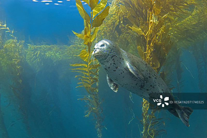 印章14Feb9-24图片素材