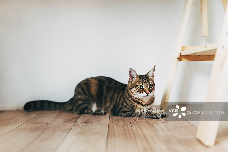 蓬松的西伯利亚猫坐在黄麻柳条地毯上。客厅硬木地板上美丽的纯种长毛小猫。近距离拍摄，留白，白色墙壁背景。图片素材