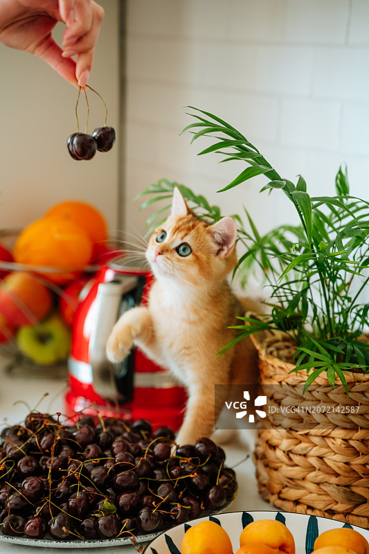 小猫玩耍与探索：红色纯种小猫在桌子上玩樱桃枝图片素材