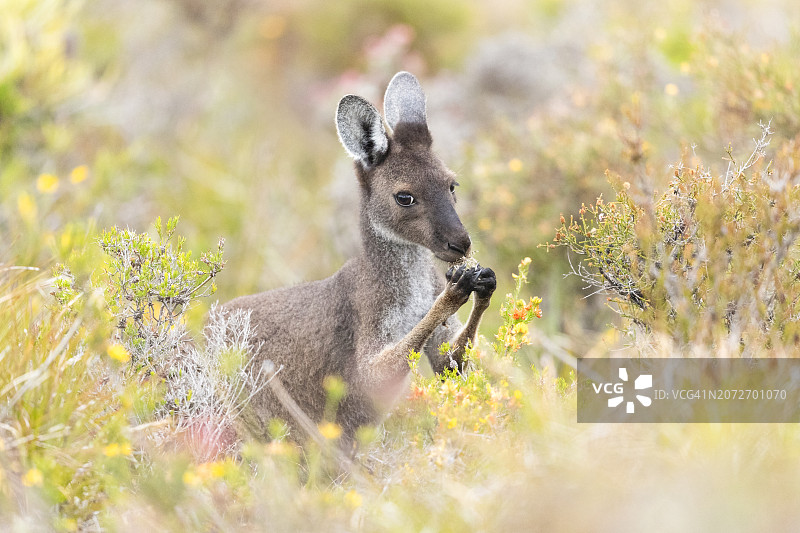 袋鼠吃灌木花图片素材
