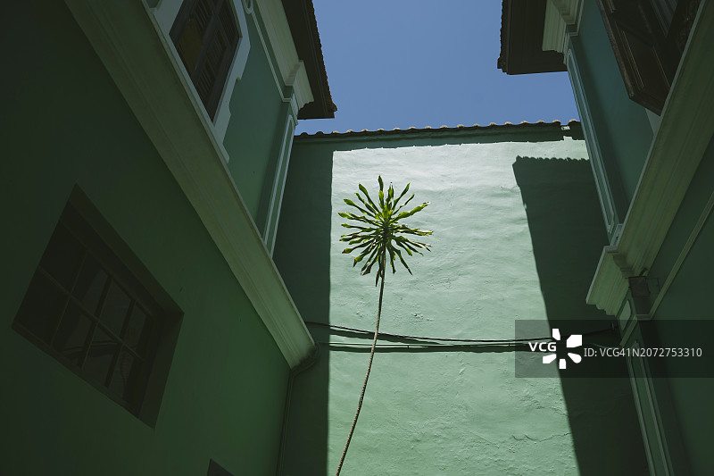 马来西亚槟城，中国古代豪宅的细节，阳光下的绿墙和棕榈树图片素材
