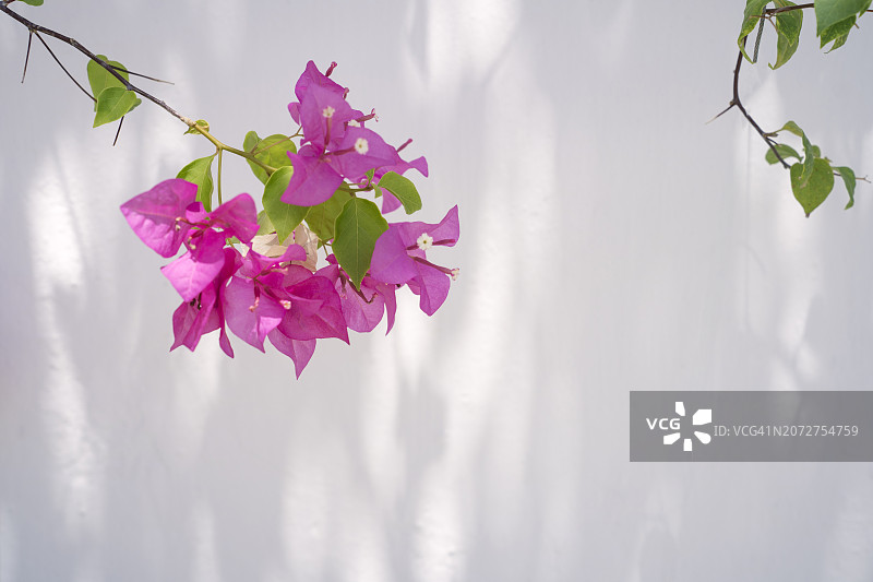 阳光明媚的日子里，白色墙壁上生长的紫色三角梅图片素材