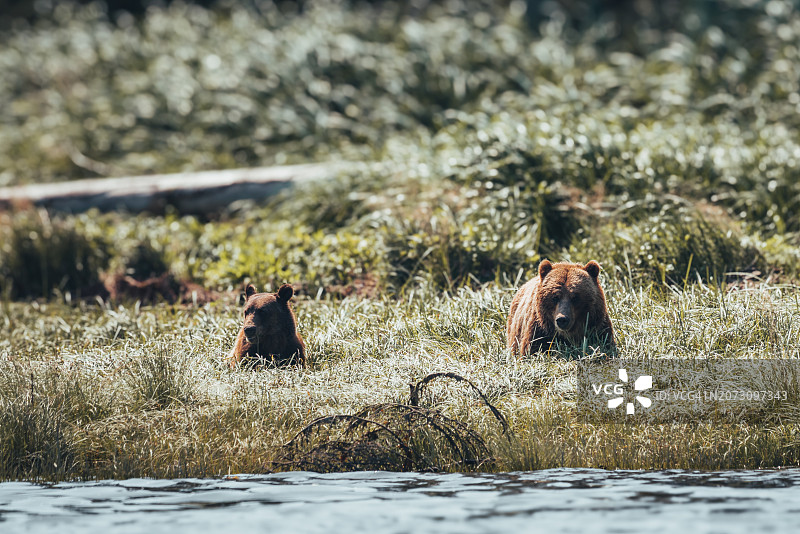 加拿大不列颠哥伦比亚省的灰熊家庭图片素材