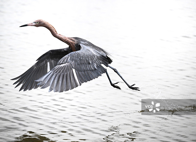 展开翅膀跳跃的红鹭图片素材