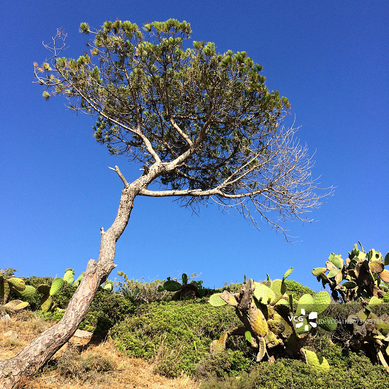 文人风格松树图片素材