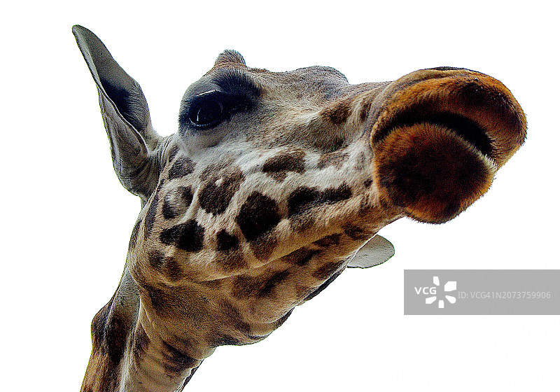 长颈鹿头部的特写图片素材