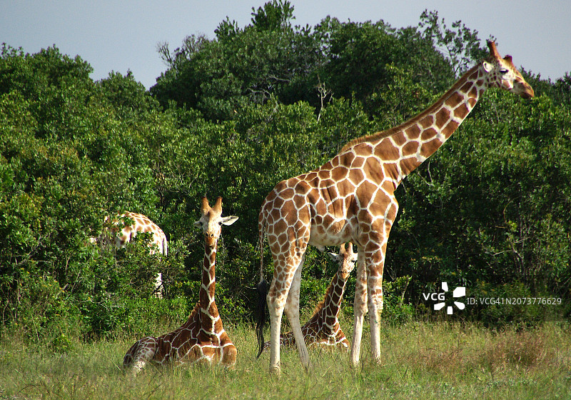 两只年轻的长颈鹿坐在草地上，好奇地看着镜头，旁边是一只成年雄性长颈鹿。图片素材