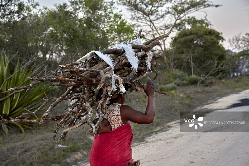 在津巴布韦的Bvumba搬运木柴图片素材