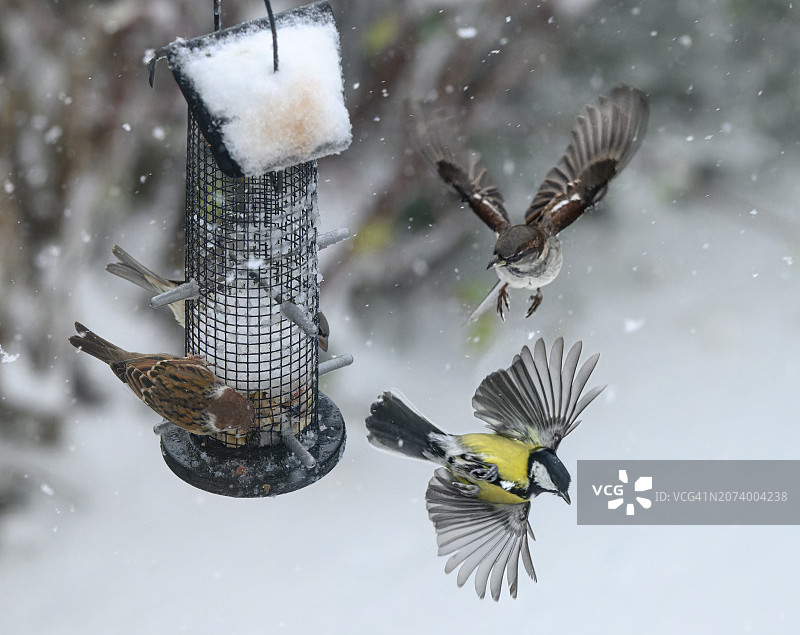 鸟类喂食器上的大山雀和麻雀，分享并不总是关怀图片素材