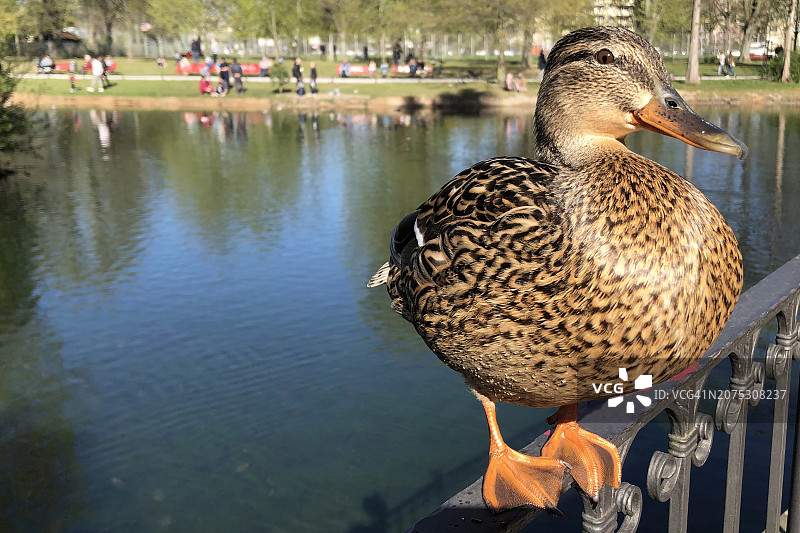 在公园里为相机摆姿势的友善微笑的鸭子图片素材