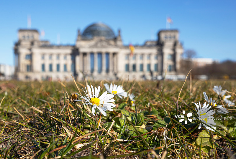 德国联邦议会大厦前草地上的雏菊——德国国旗飘扬（德国议会大厦）——德国柏林图片素材