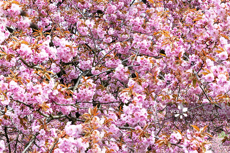 樱花图片素材