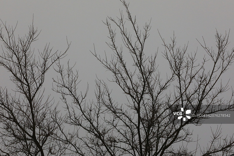 阴天下的幽灵光秃秃的树图片素材
