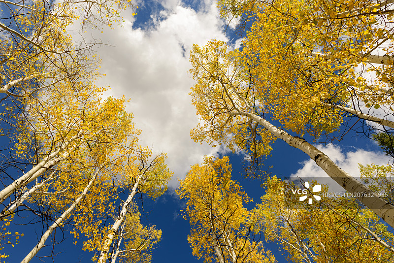 金色白杨和蓝色天空图片素材