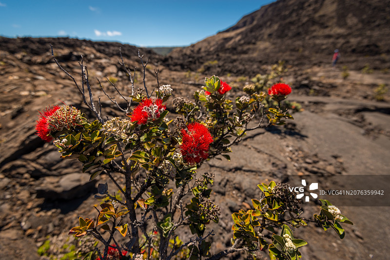 夏威夷火山国家公园火山口中生长的红色花朵图片素材