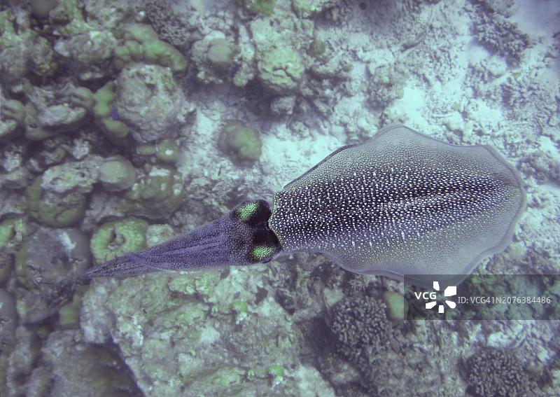 马尔代夫科曼杜岛游动的长鳍礁鱿鱼特写图片素材