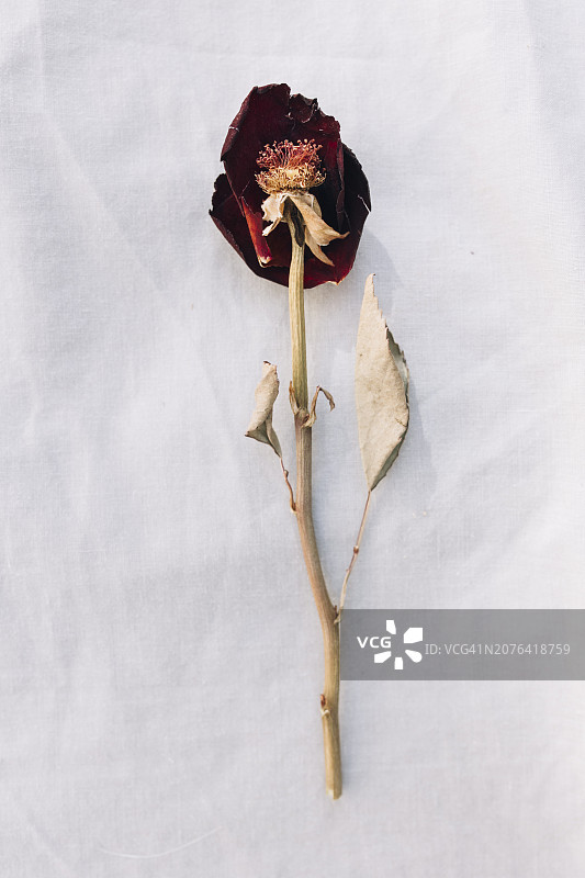 带有掉落花瓣的红色干玫瑰，心碎的概念图片素材