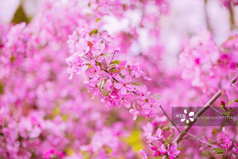 粉色樱花枝图片素材
