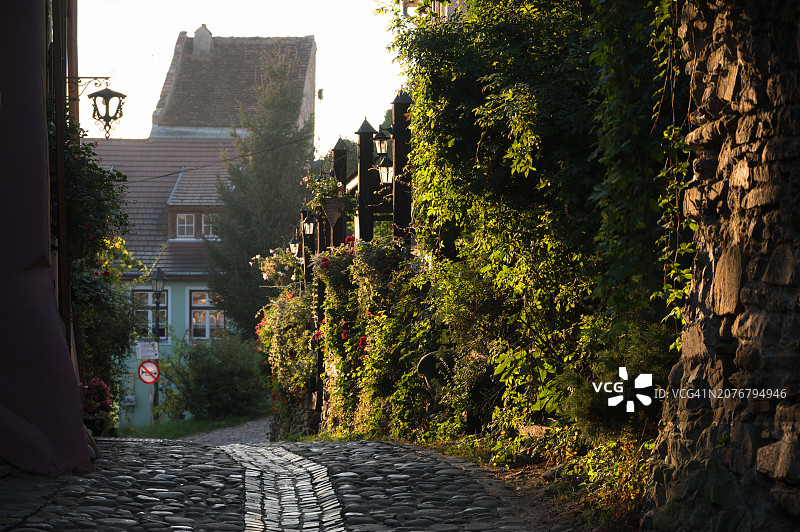 锡吉什瓦拉人行道两旁的茂盛树叶图片素材