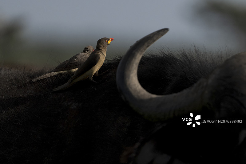 在奥尔佩杰塔保护区的牛椋鸟图片素材
