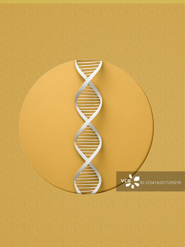 纸工艺DNA结构图片素材