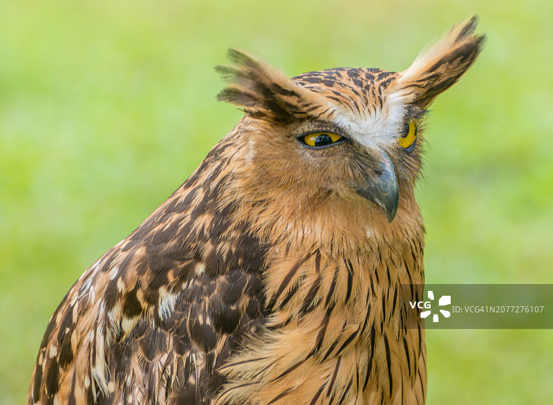 棕色渔鸮图片素材