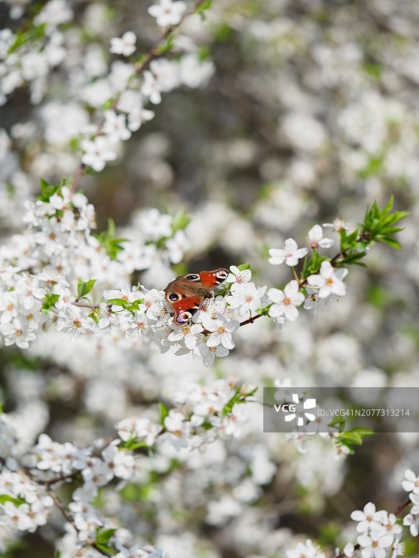 孔雀蛱蝶在晴天为樱花授粉特写图片素材