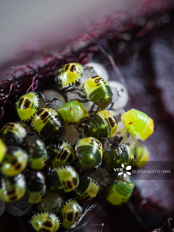 紫色叶子上新孵化的绿盾椿象特写图片素材