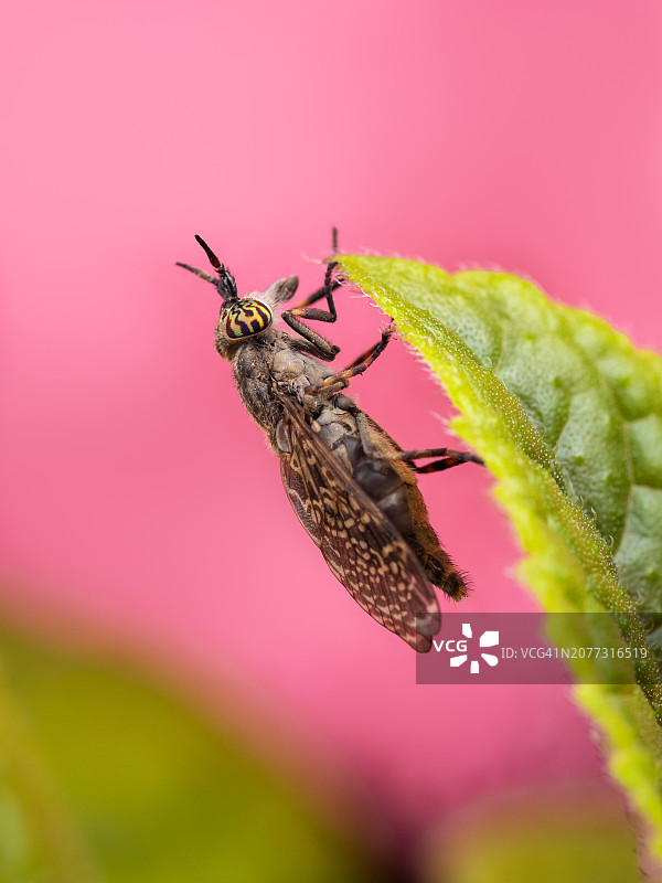具有彩色眼睛的苍蝇停留在绿色叶子上，马蝇特写图片素材