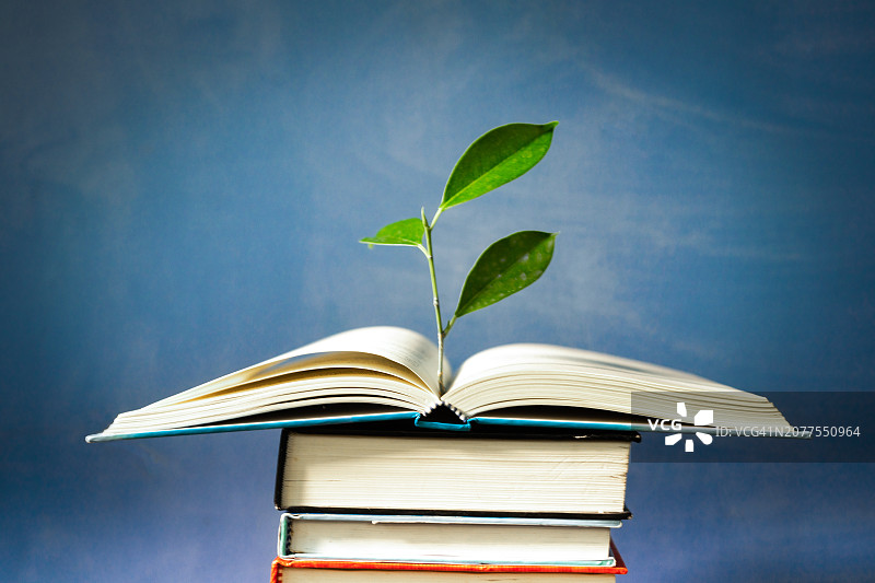 书本和树木：教育理念图片素材