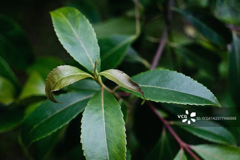 阿拉伯茶树图片素材