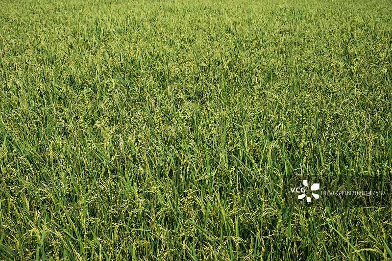 泰国农业田中生长的水稻特写镜头图片素材