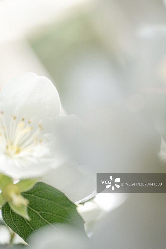 精致的白色茉莉花、绿叶和阳光与散景。天然产品和自然的抽象概念。图片素材