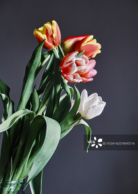 深灰色背景上的郁金香花束图片素材