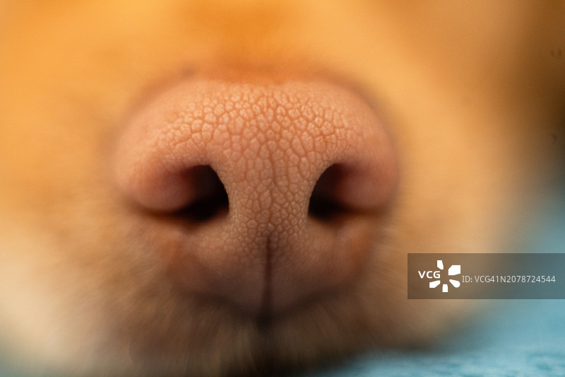 狗鼻子微距图片素材
