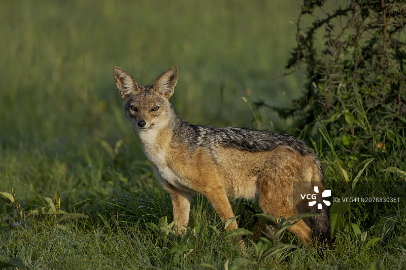 奥尔佩杰塔的黑背胡狼图片素材