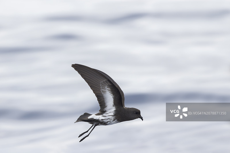 新西兰海燕（Fregetta maoriana）新西兰特有图片素材