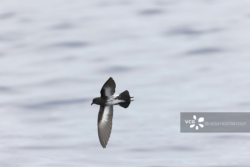 新西兰海燕（Fregetta maoriana）新西兰特有图片素材